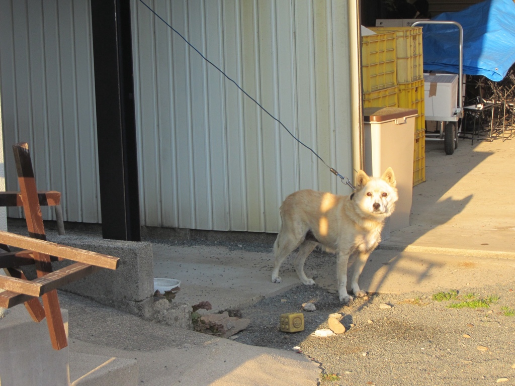 いとこの家の犬