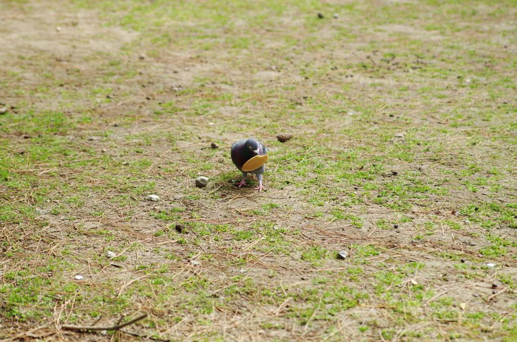 鳩せんべい