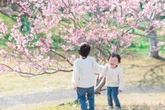 桜の季節