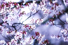 高遠の桜