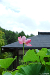 蓮＆神社〜１