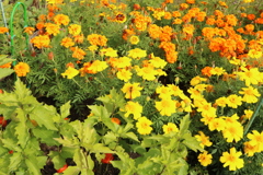 トンボさん発見