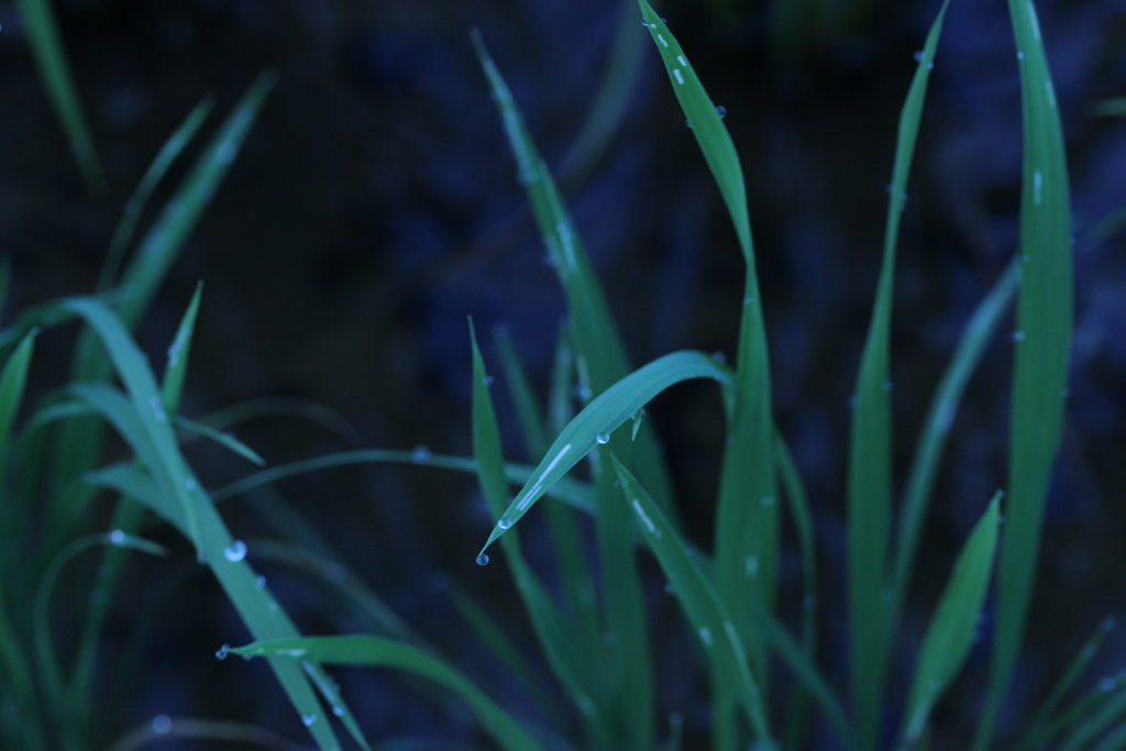 草