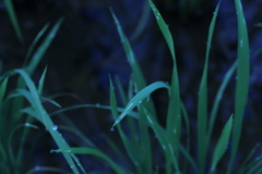 草