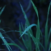 草