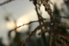 稲穂