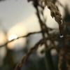 稲穂