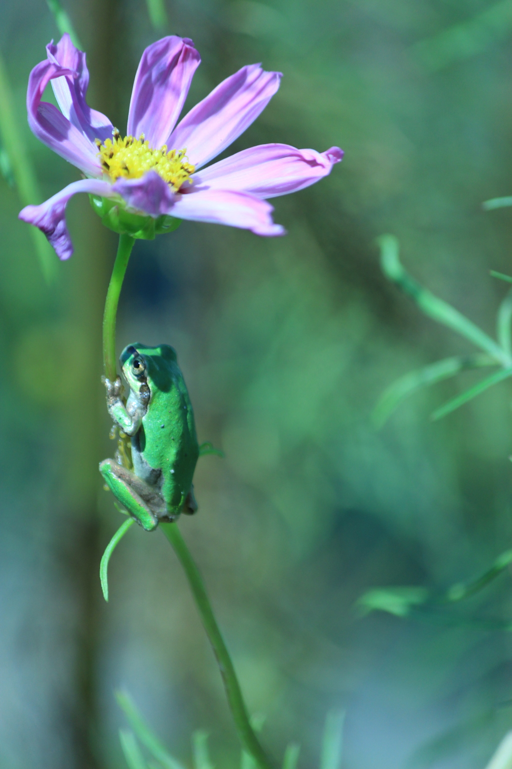 カエルと花の茎