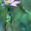 カエルと花の茎