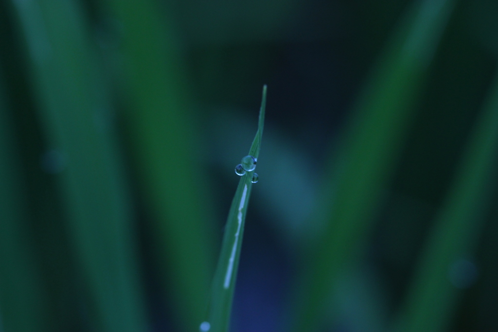 たまご