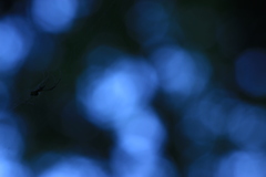 蜘蛛