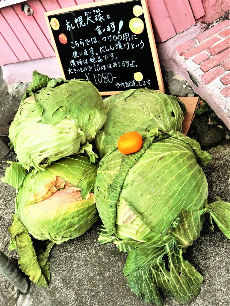 北の大地のキャベツ