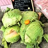 北の大地のキャベツ