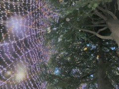 光の網をかけられた樹の内側