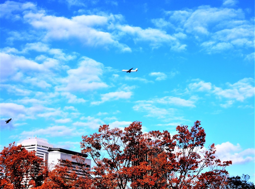 秋空を翔る