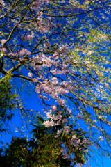 枝垂桜