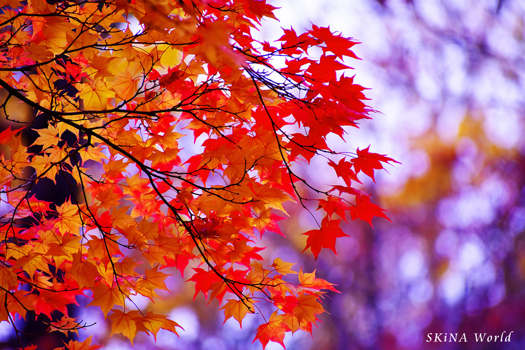 ＊紅葉4＊