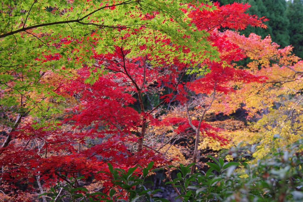 秋の英彦山５