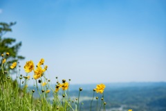 空に咲く花