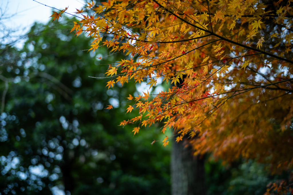 冬の鎌倉、散歩道。〜2