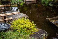 冬の鎌倉、散歩道。〜6