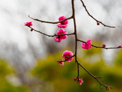 梅の花〜1