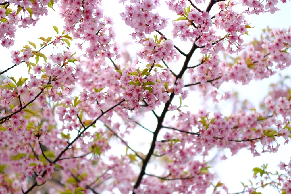 河津桜