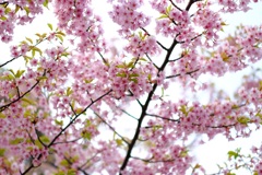河津桜