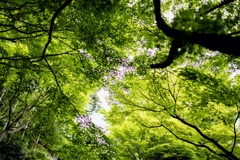 鎌倉散歩11