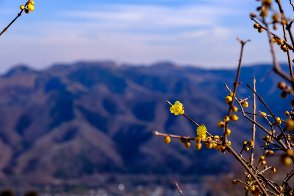 空に咲く花