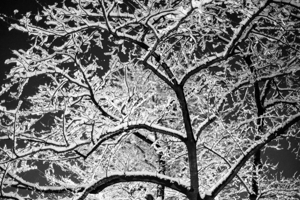 雪の華