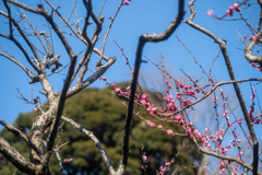 春散歩3