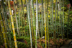 冬の鎌倉、散歩道。〜19