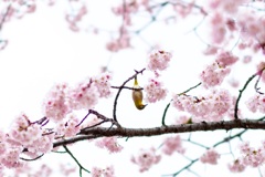 河津桜