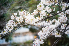 桜〜ソメイヨシノ4