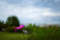 河原に咲く秋桜1