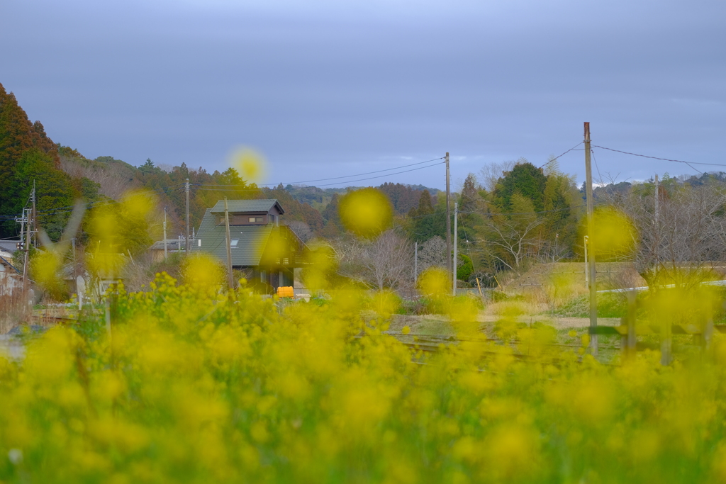 なの花の風景