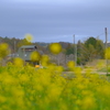 なの花の風景
