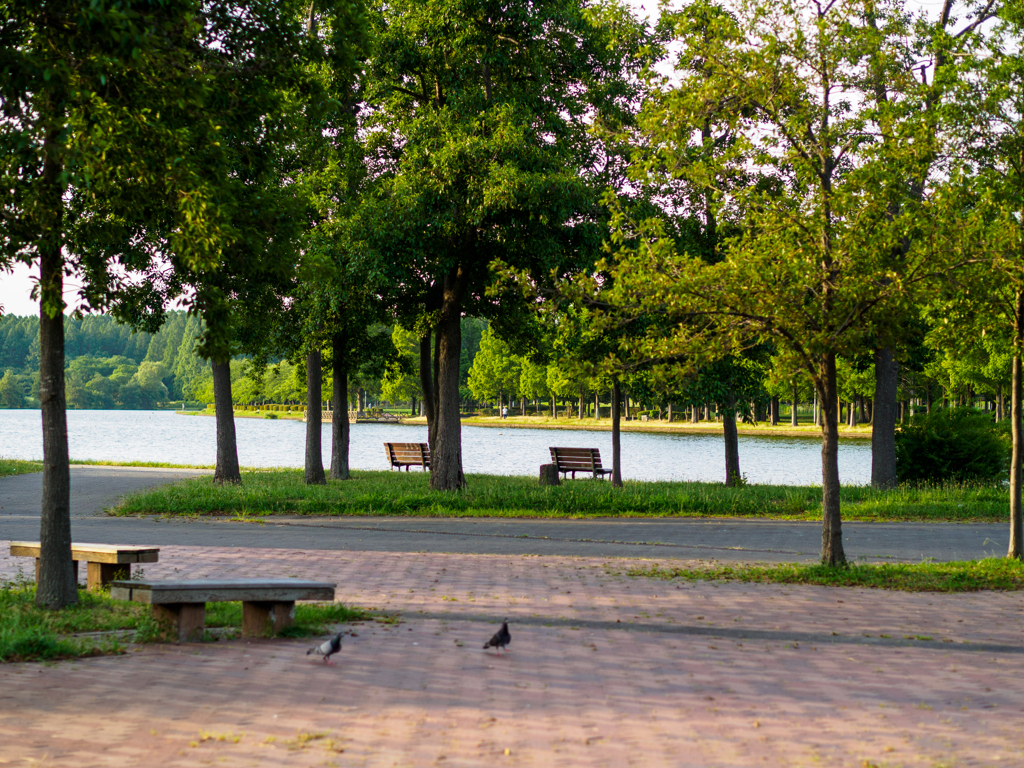 夕方の公園にて4