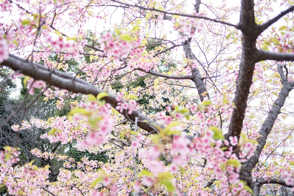 河津桜