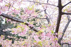 河津桜
