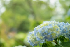 紫陽花