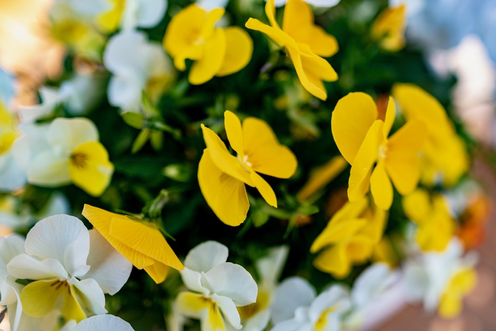 庭の花3