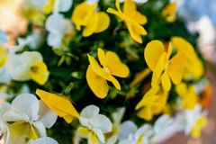 庭の花3