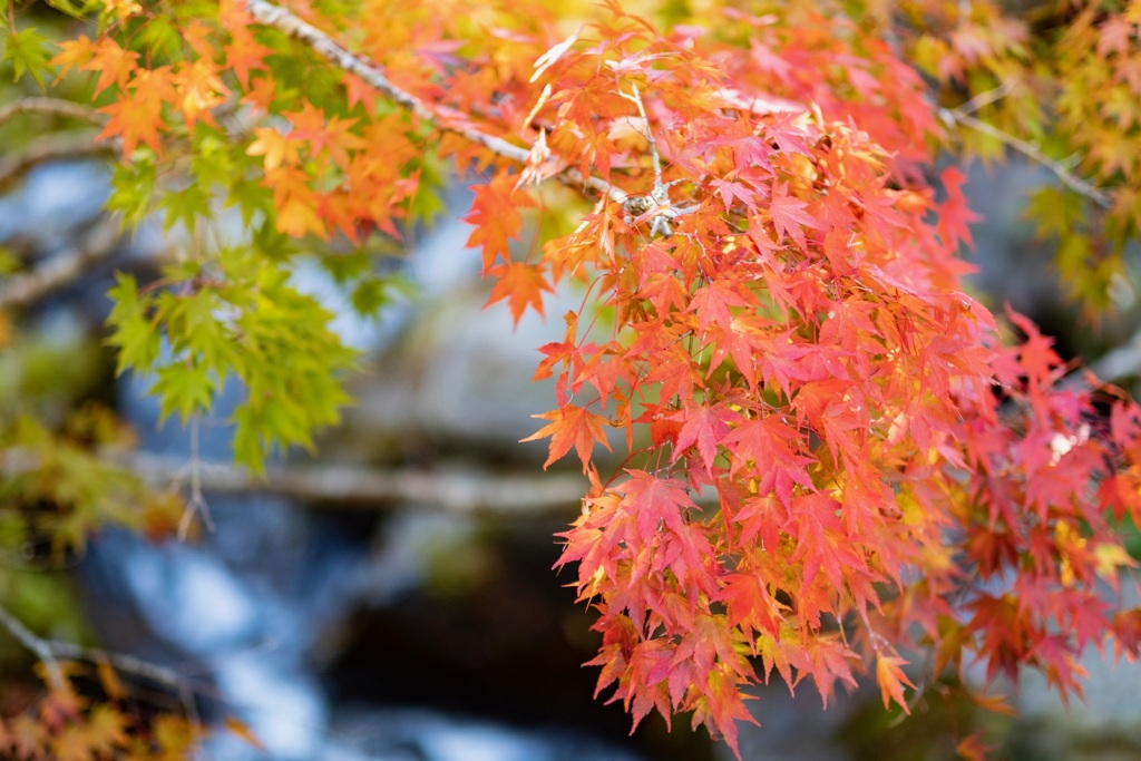 紅葉