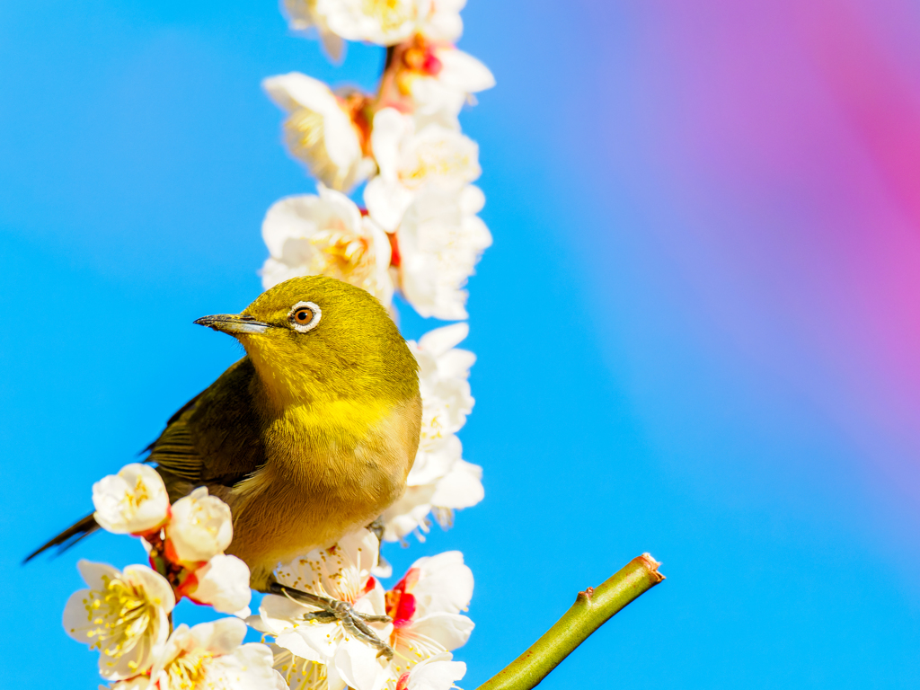 春だ〜〜