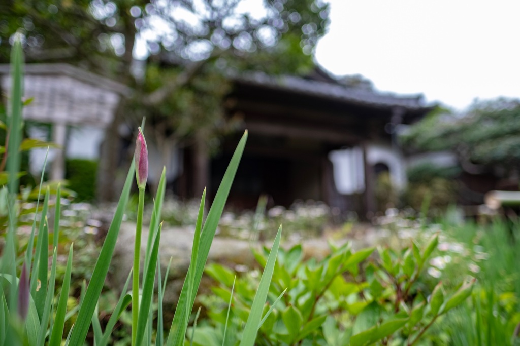 鎌倉散歩27