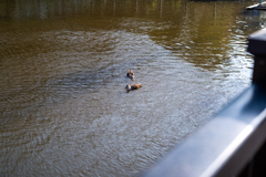 野鳥の居る池2
