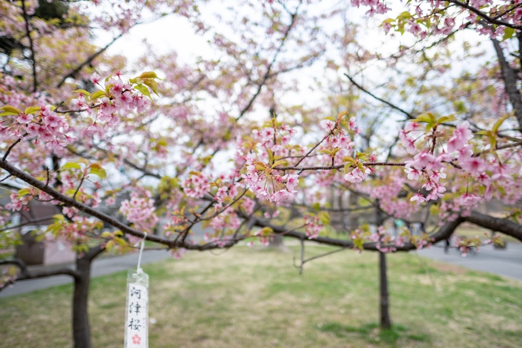 河津桜