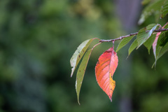 紅葉